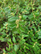 Feuilles séchées d'Euphorbia Hirta