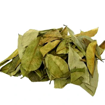 Feuilles de Corossolier séchées