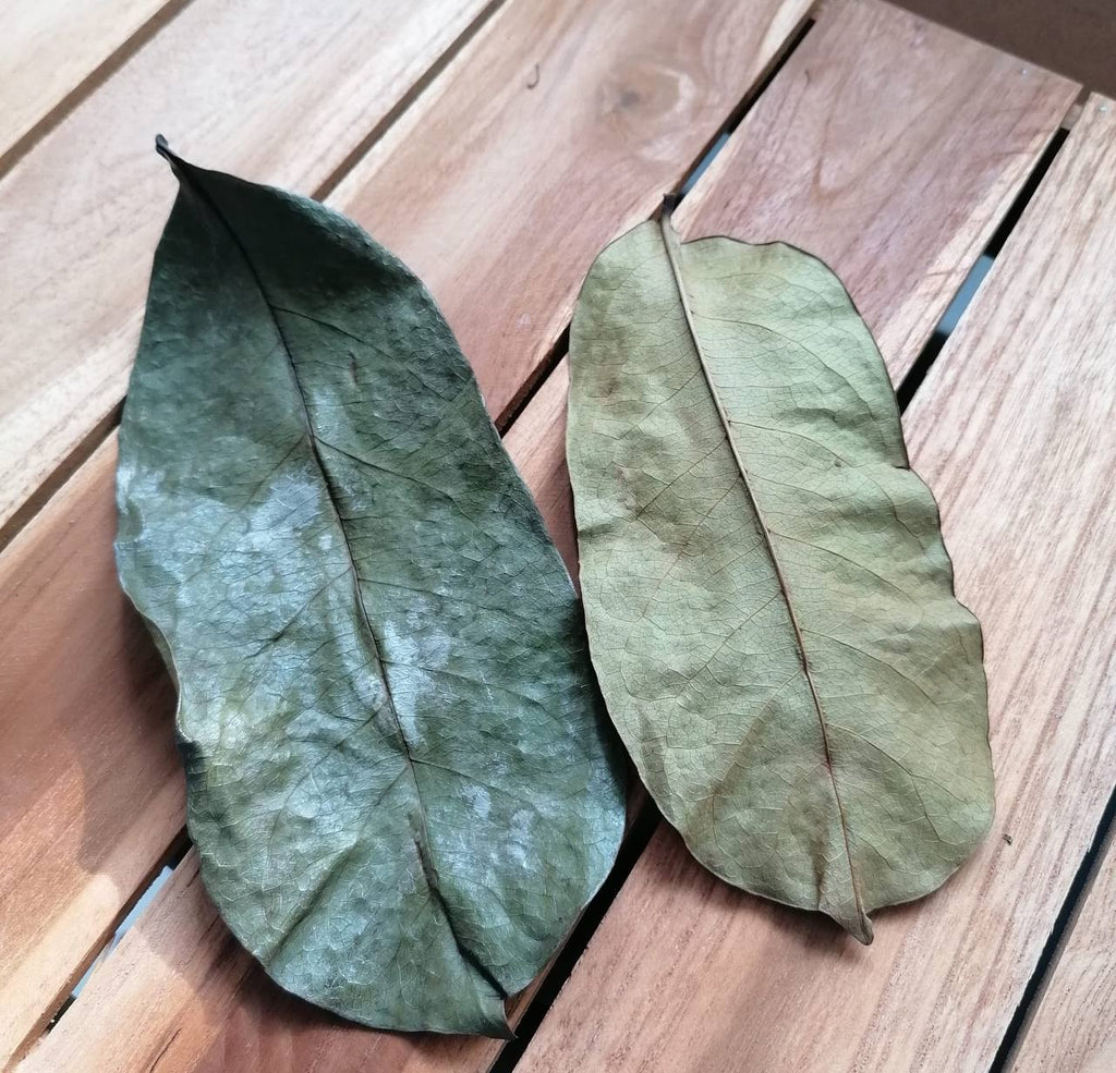 Feuilles de Corossolier séchées