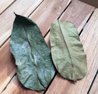 Feuilles de Corossolier séchées