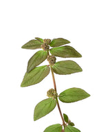 Feuilles séchées d'Euphorbia Hirta